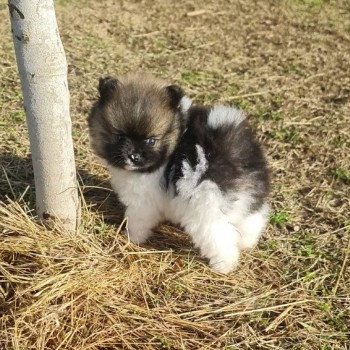 chiot Spitz allemand Spitz Nain noir blanc et feu Snikers Lilo & Spitz