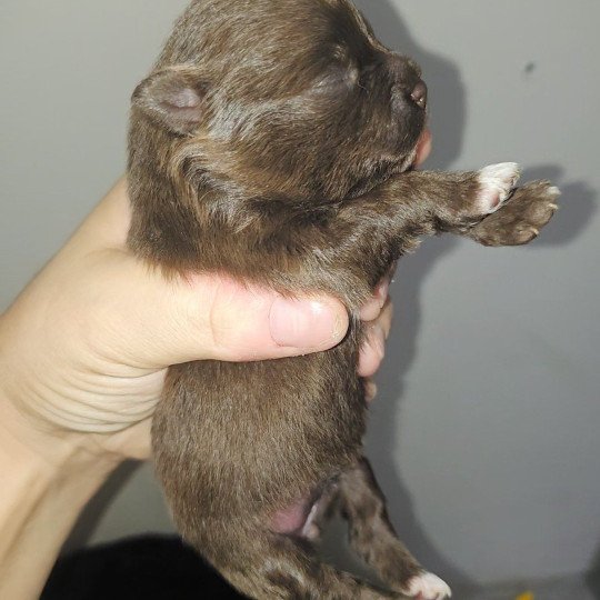 1er chiot (Portée Rosie ❤ Haribo) - Femelle Chocolat Chocolat Femelle Spitz allemand