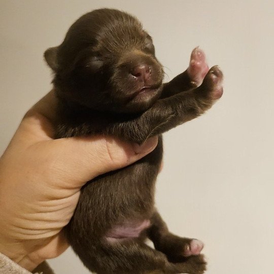 2e chiot (Portée Rosie ❤ Haribo) - Mâle Chocolat Chocolat Mâle Spitz allemand