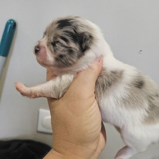 2e chiot (Portée Phybie ❤ Andy 2025) - Femelle Bleu merle blanc Bleu merle blanc Femelle Spitz allemand
