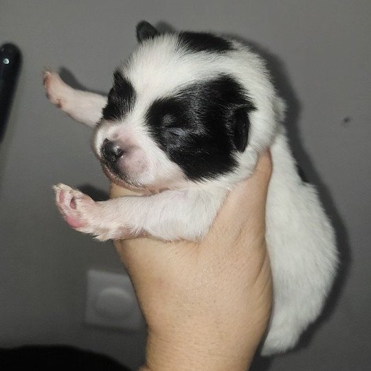4e chiot (Portée Phybie ❤ Andy 2025) - Femelle Panda Panda Femelle Spitz allemand