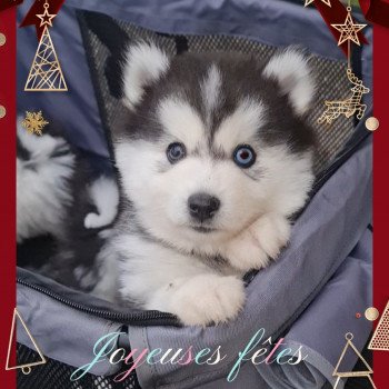 chiot Pomsky Noir et blanc Cooky Lilo & Spitz