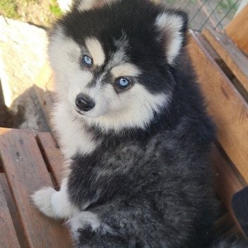 chiot Pomsky Noir et blanc Herols Lilo & Spitz