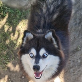 chien Pomsky Noir et blanc Topaze Lilo & Spitz