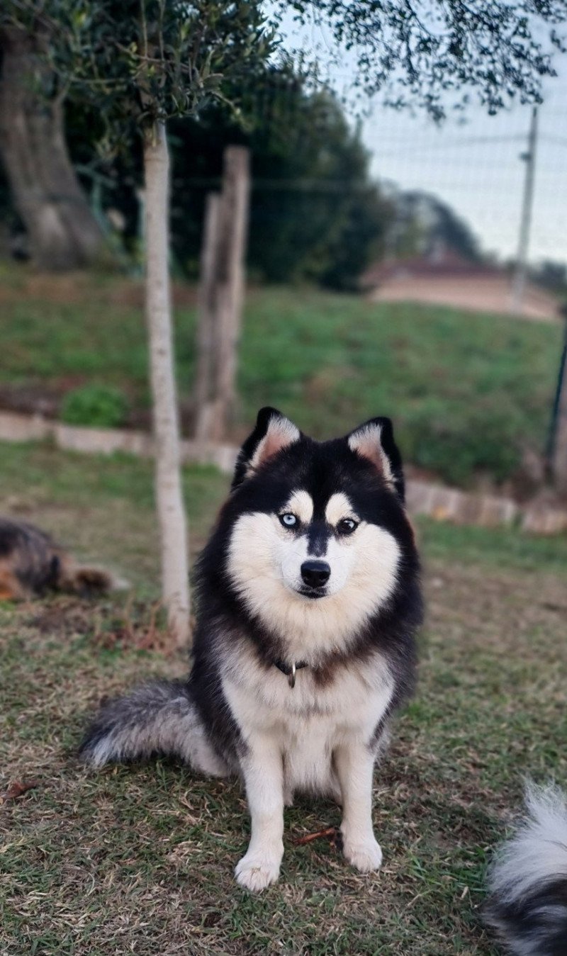 Topaze Femelle Pomsky