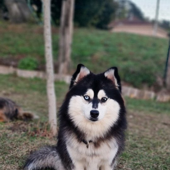 Topaze Femelle Pomsky