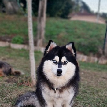 chien Pomsky Noir et blanc Topaze Lilo & Spitz