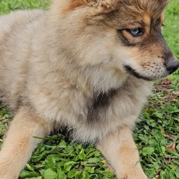 chiot Pomsky Agoutie Vaïné Lilo & Spitz