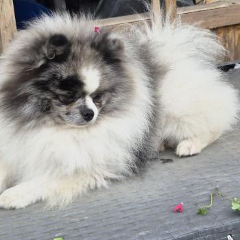 Andy Mâle Spitz allemand