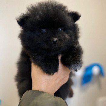 chiot Spitz allemand Noir et blanc Beaugoss Lilo & Spitz