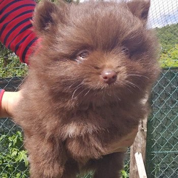 chiot Spitz allemand Chocolat Choco Lilo & Spitz