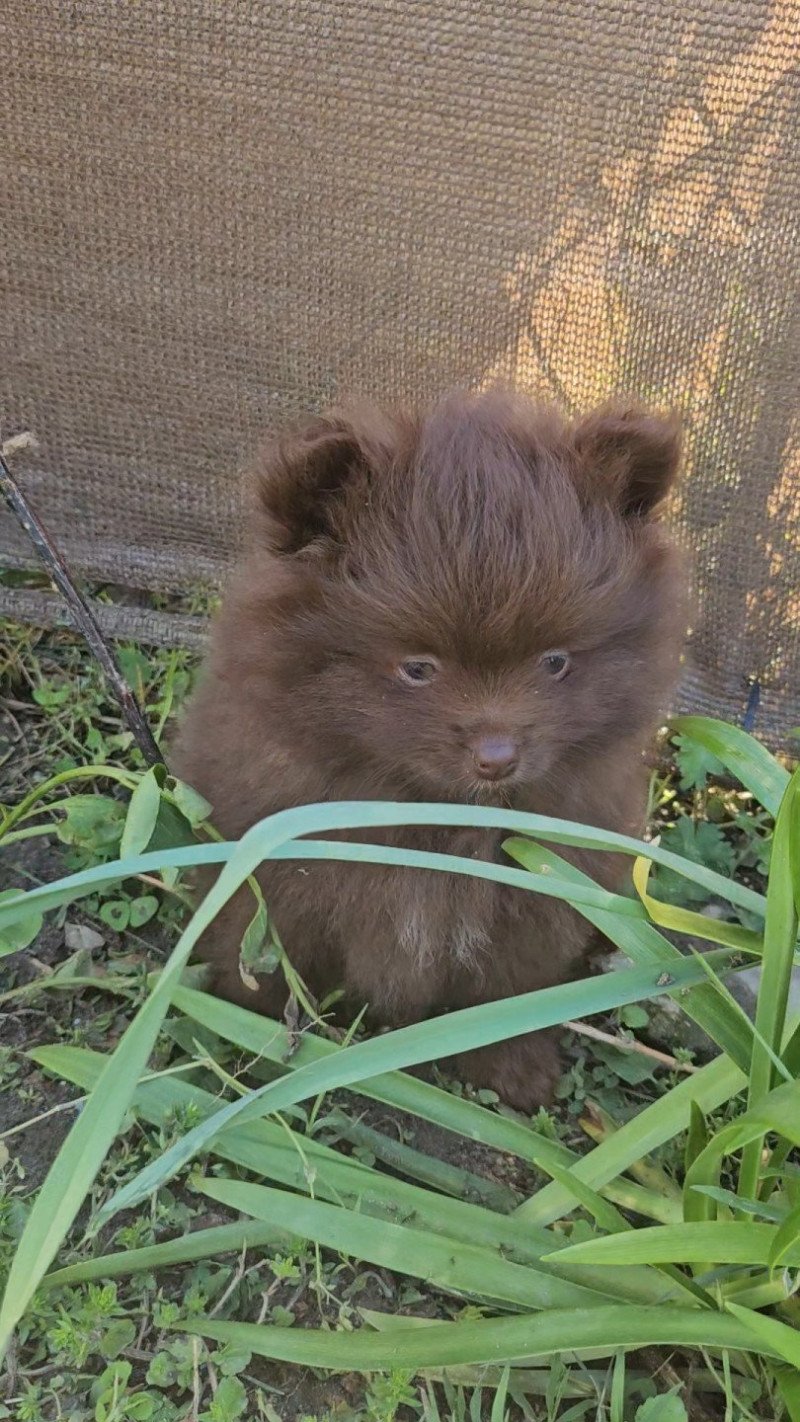 Choco Mâle Spitz allemand