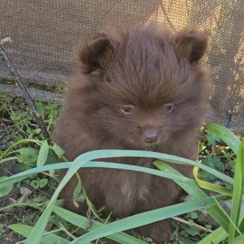 chiot Spitz allemand Chocolat Choco Lilo & Spitz