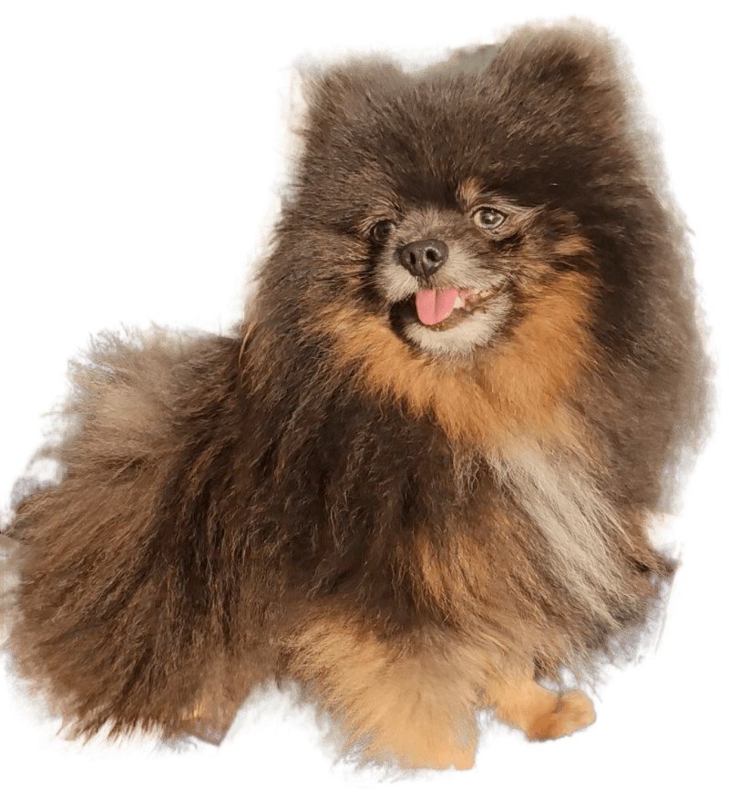 Davon Mâle Spitz allemand Davon Mâle Spitz allemand