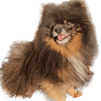 chien Spitz allemand bleu tan Davon Lilo & Spitz chien Spitz allemand bleu tan Davon Lilo & Spitz