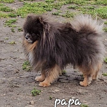 chien Spitz allemand bleu tan Davon Lilo & Spitz