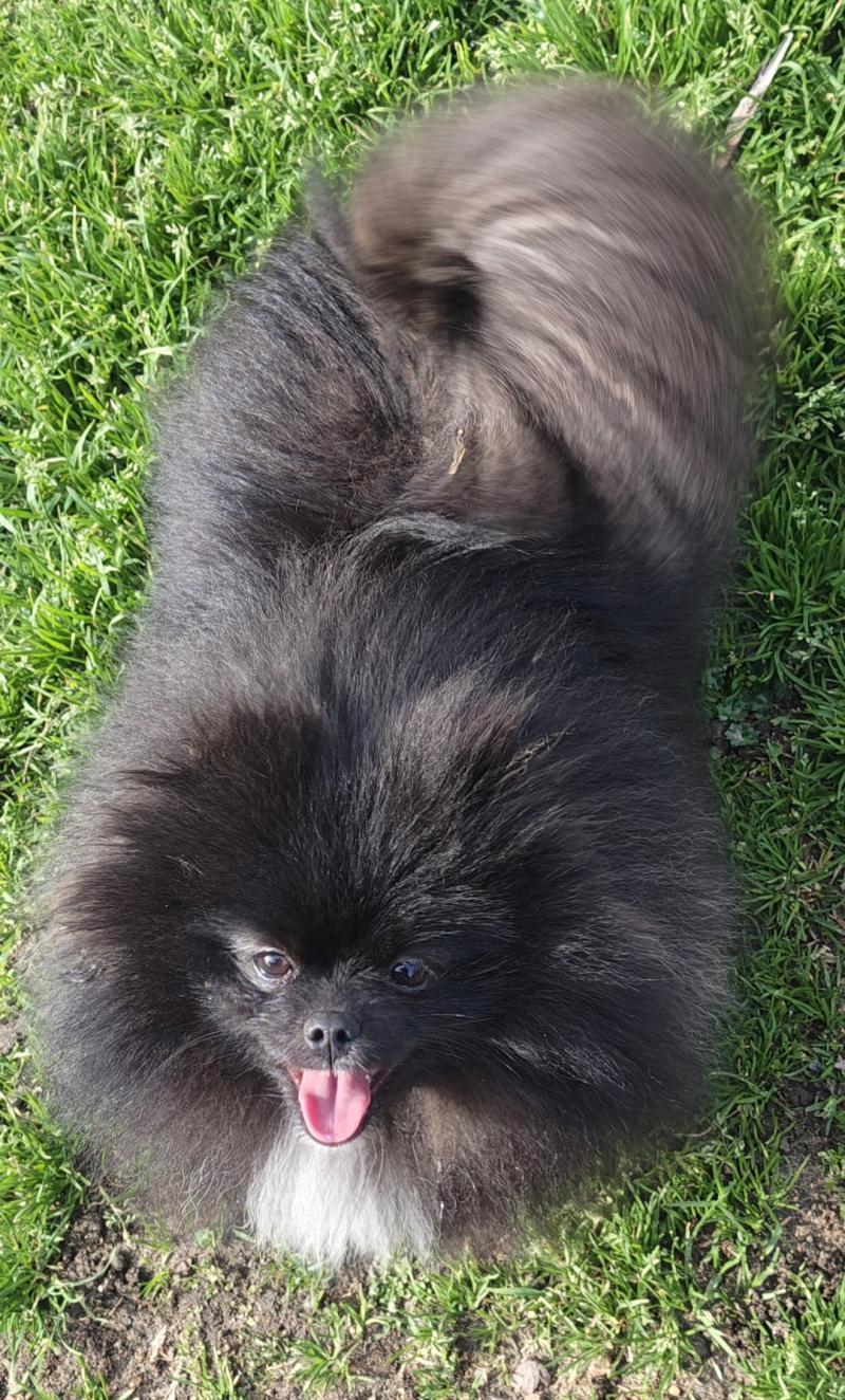 Freya Femelle Spitz allemand