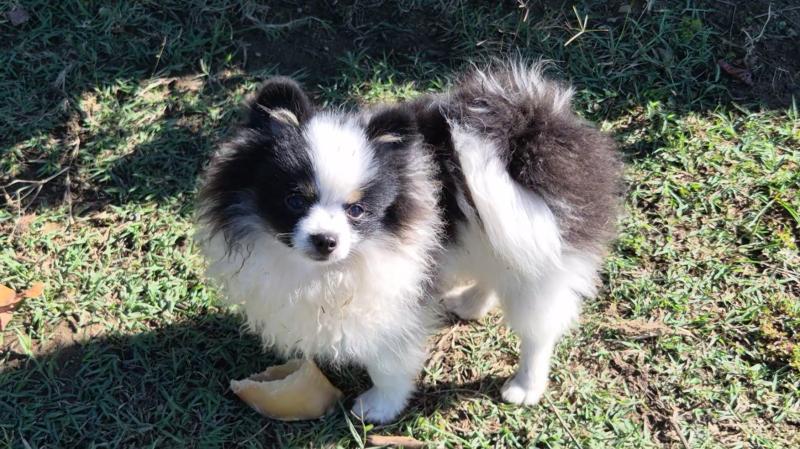 Gizmo Mâle Spitz allemand