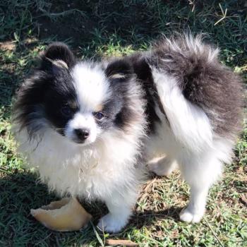 chien Spitz allemand Tricolore noir et blanc tan Gizmo Lilo & Spitz