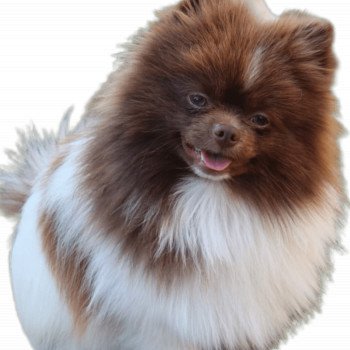 chien Spitz allemand Haribo Lilo & Spitz