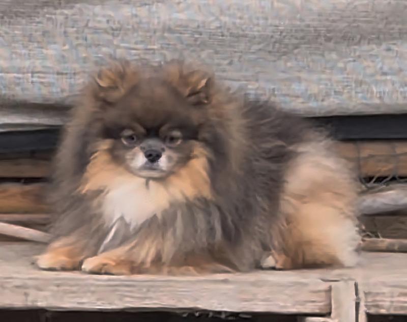 Jasper Mâle Spitz allemand