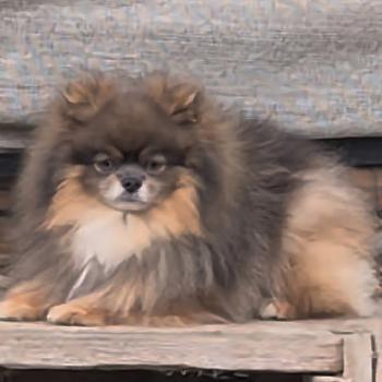 Jasper Mâle Spitz allemand