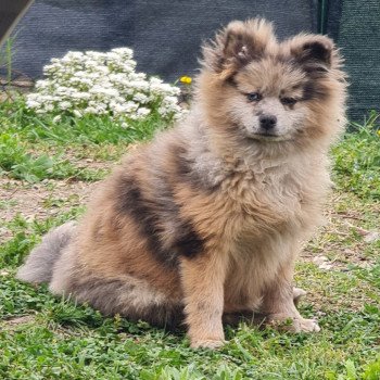 chiot Spitz allemand Katniss Lilo & Spitz