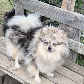 chien Spitz allemand Gris merle Leony Lilo & Spitz