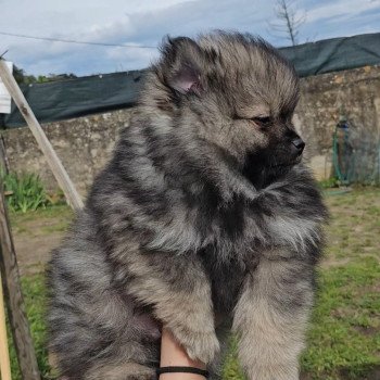 chiot Spitz allemand Gris loup Loulou Lilo & Spitz