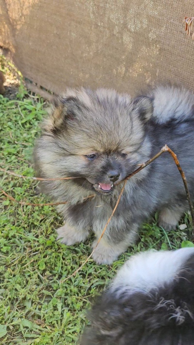 Loulou Mâle Spitz allemand