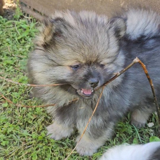 Loulou Mâle Spitz allemand