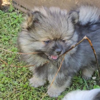 chiot Spitz allemand Gris loup Loulou Lilo & Spitz