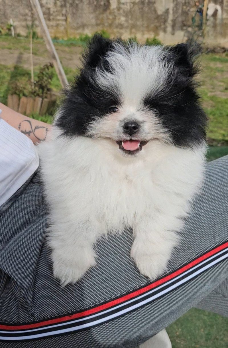 Panda Mâle Spitz allemand