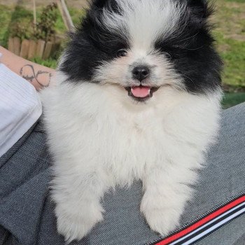 chiot Spitz allemand Panda Panda Lilo & Spitz