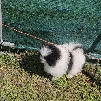 chiot Spitz allemand Panda Panda Lilo & Spitz