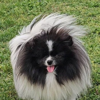 chien Spitz allemand panda Paulchen Lilo & Spitz