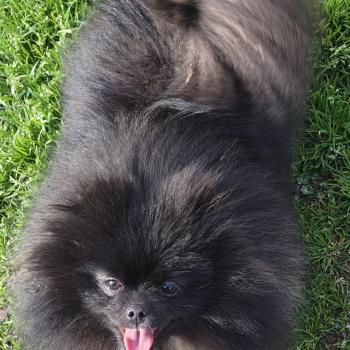 chien Spitz allemand Black et tan Shelsea Lilo & Spitz