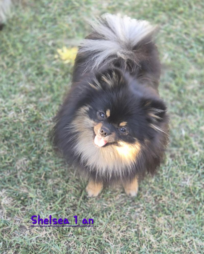 Shelsea Femelle Spitz allemand