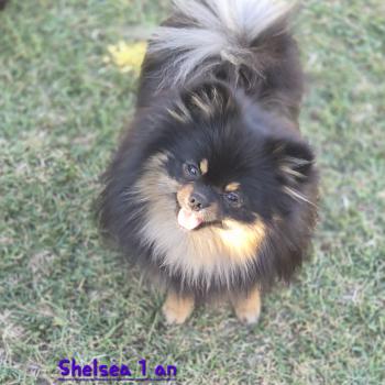 chien Spitz allemand Black et tan Shelsea Lilo & Spitz