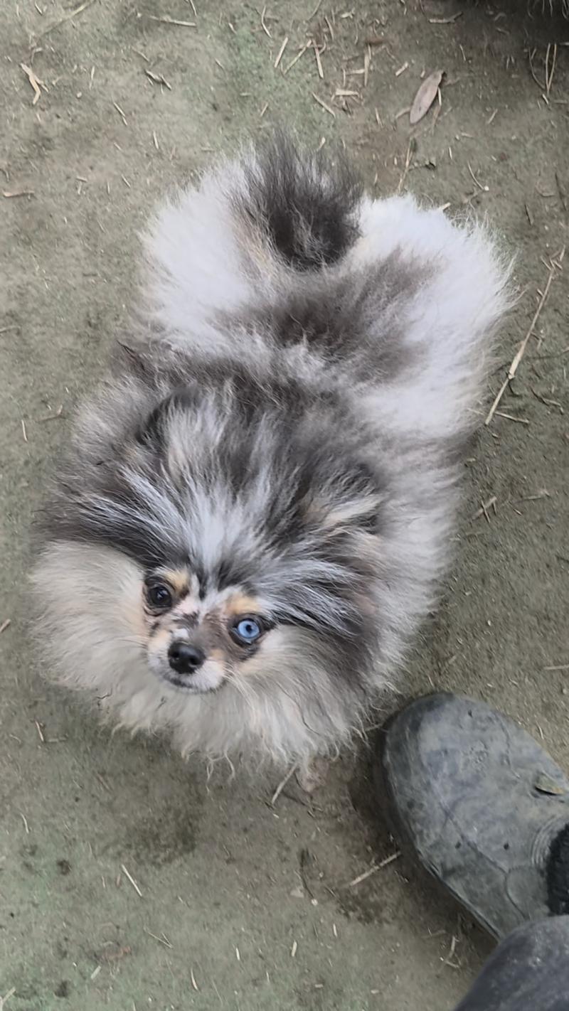 Silas Mâle Spitz allemand