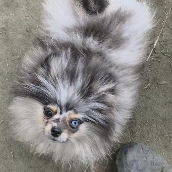 chien Spitz allemand Bleu merle et tan Silas Lilo & Spitz