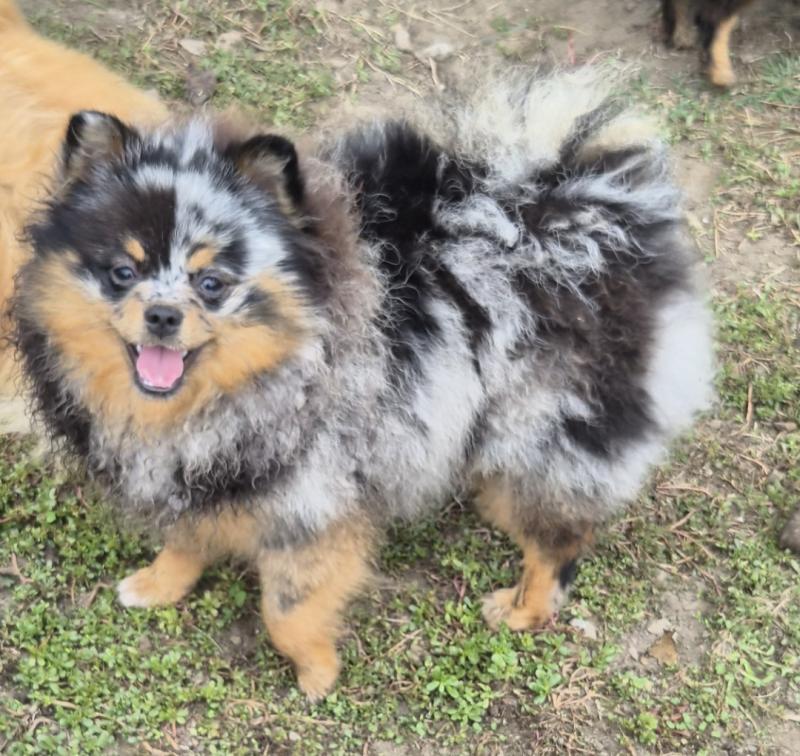 Tygra Femelle Spitz allemand