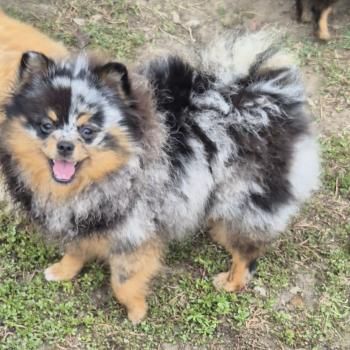 chien Spitz allemand Bleu merle et tan Tygra Lilo & Spitz