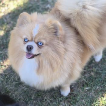 chien Spitz allemand Merle Orange light Vaoma Lilo & Spitz