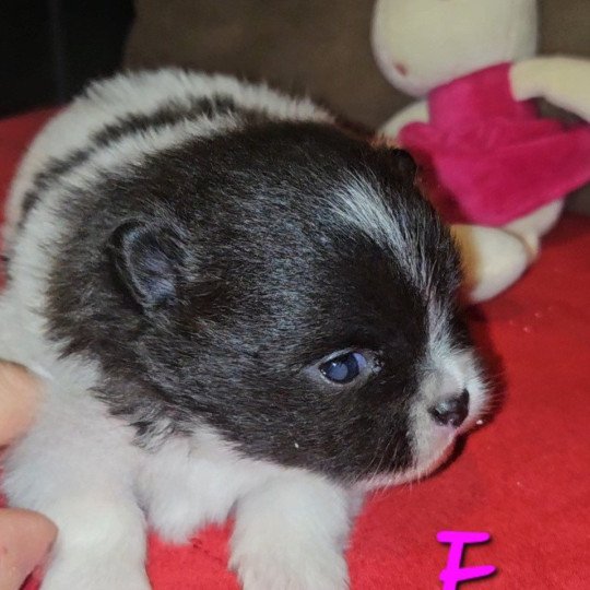 Victoire Femelle Spitz allemand