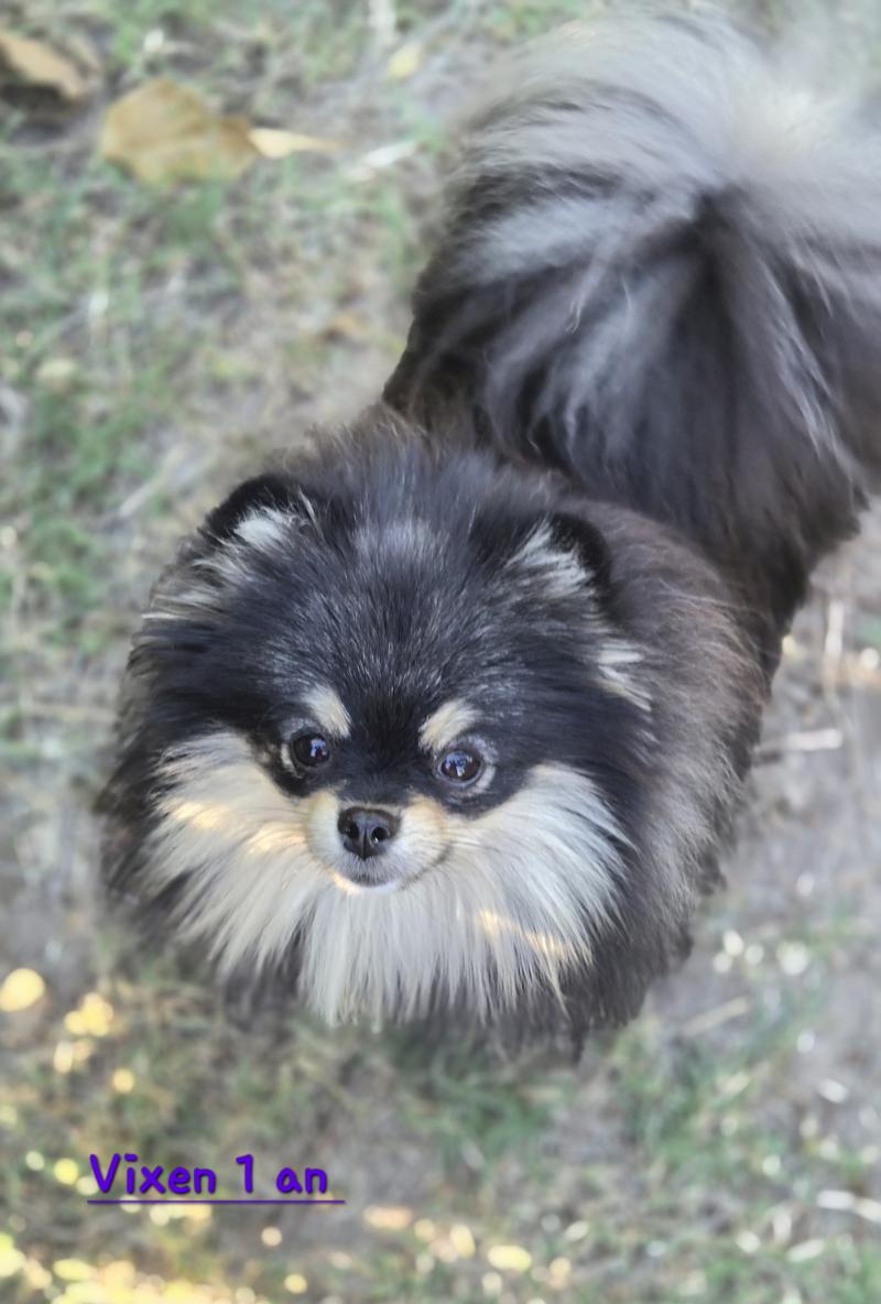 Vixen Femelle Spitz allemand