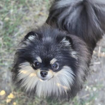 chien Spitz allemand Black et tan Vixen Lilo & Spitz